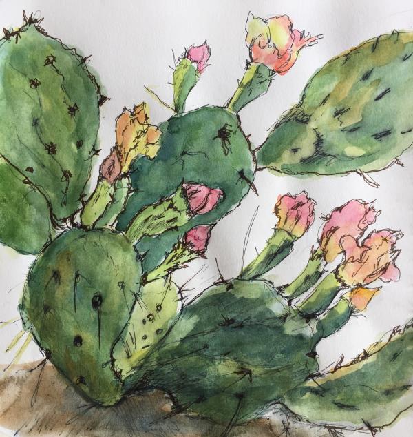 "Cactus Study VII" Ink and Watercolor