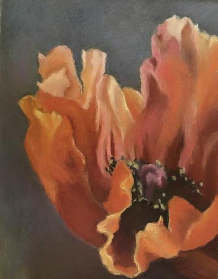 "Poppy Study #2" Pastel on Colored Paper